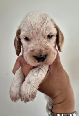 Les chiots de Cocker Spaniel Anglais