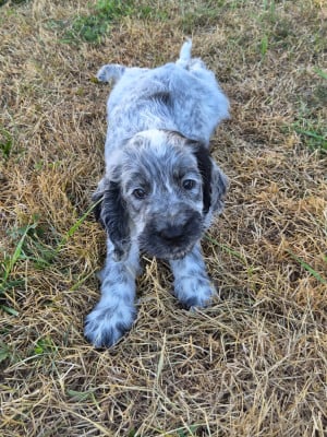 Les chiots de Cocker Spaniel Anglais