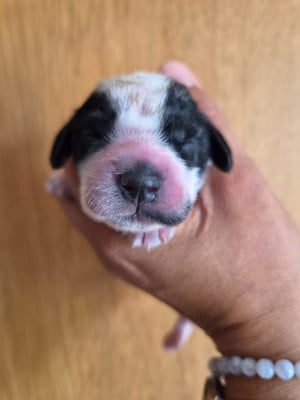 Les chiots de Cocker Spaniel Anglais