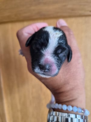 Les chiots de Cocker Spaniel Anglais