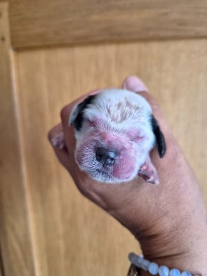 Les chiots de Cocker Spaniel Anglais
