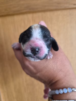 Les chiots de Cocker Spaniel Anglais