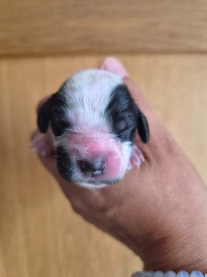 Les chiots de Cocker Spaniel Anglais