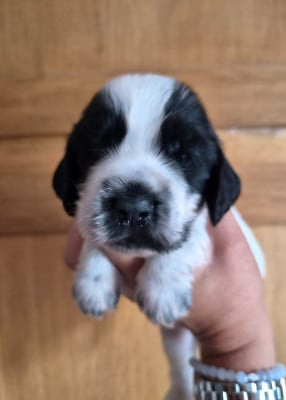 Les chiots de Cocker Spaniel Anglais
