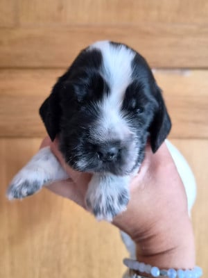 Les chiots de Cocker Spaniel Anglais