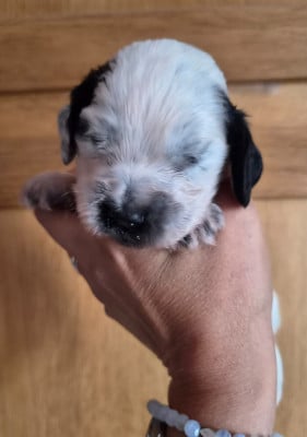 Les chiots de Cocker Spaniel Anglais