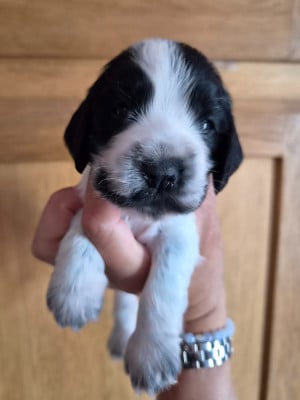Les chiots de Cocker Spaniel Anglais