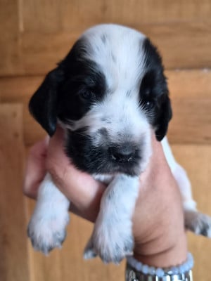 Les chiots de Cocker Spaniel Anglais