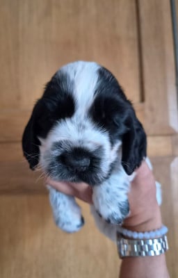 Les chiots de Cocker Spaniel Anglais