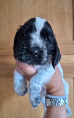 Les chiots de Cocker Spaniel Anglais