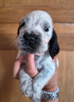 Les chiots de Cocker Spaniel Anglais