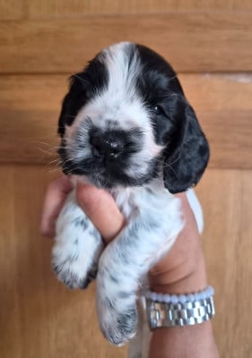 Les chiots de Cocker Spaniel Anglais