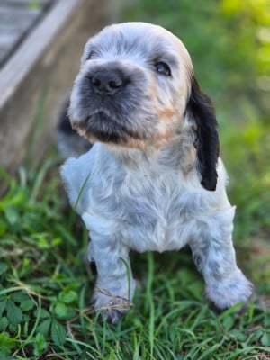 Les chiots de Cocker Spaniel Anglais