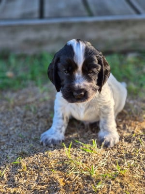 Les chiots de Cocker Spaniel Anglais