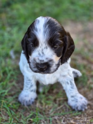 Les chiots de Cocker Spaniel Anglais