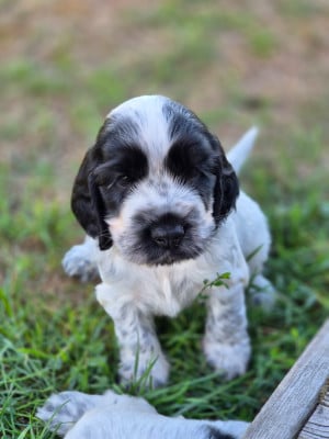 Les chiots de Cocker Spaniel Anglais