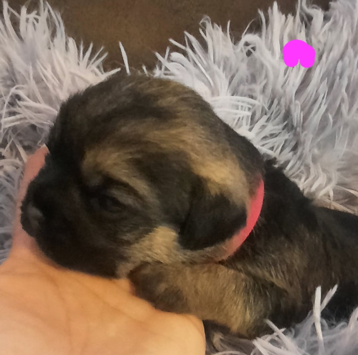 Collier rose - Border Terrier