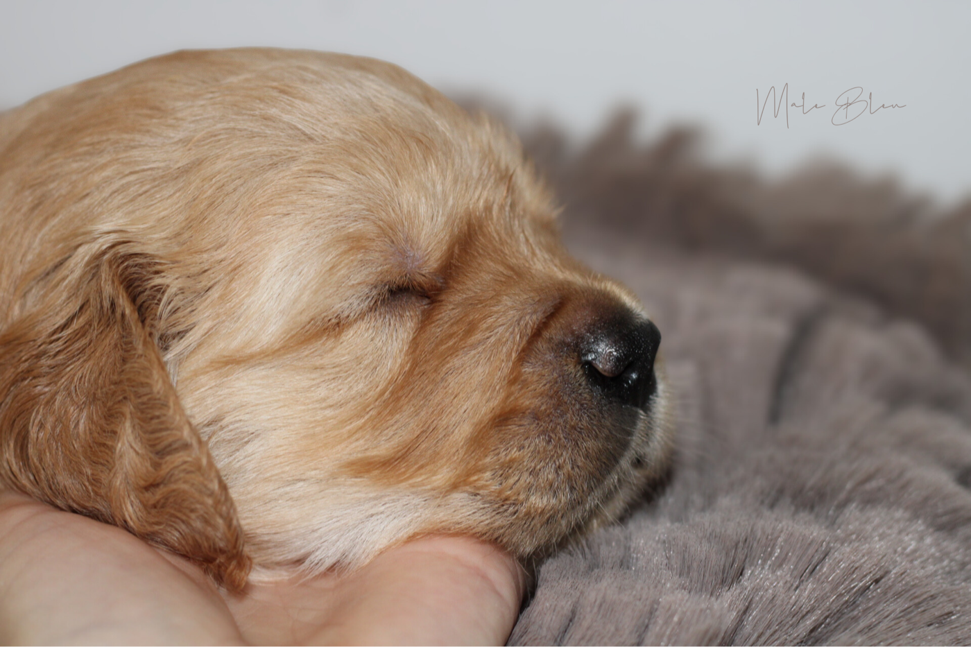 Another majesty Of Hawkchurch Cottage