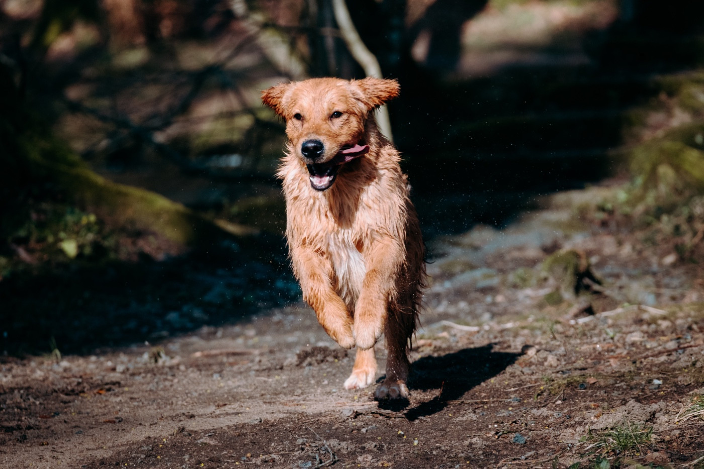 Catch The Dream Violet evergarden