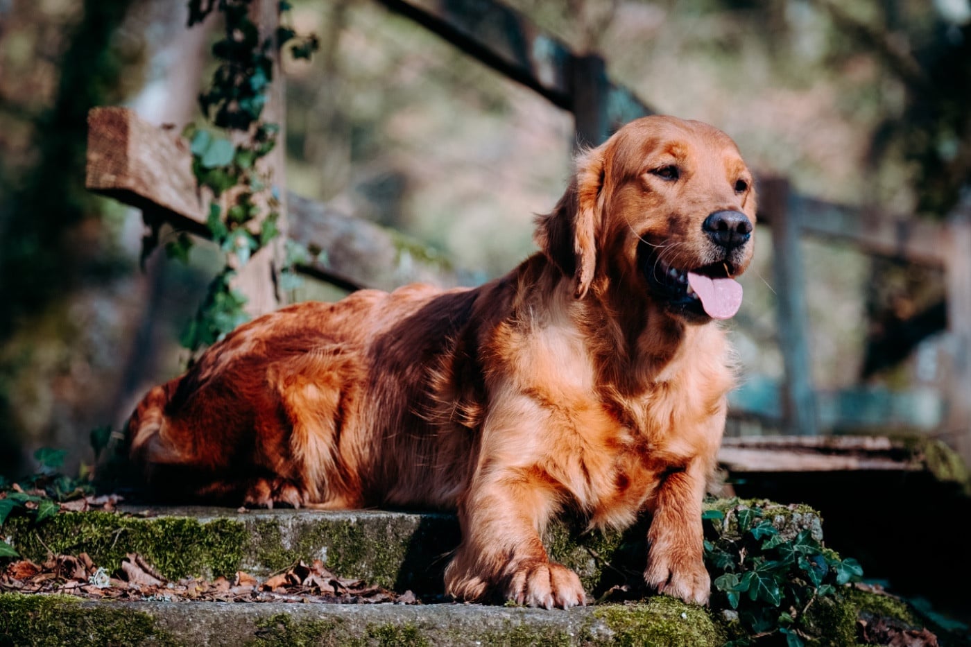 Stella De La Petite Sulka