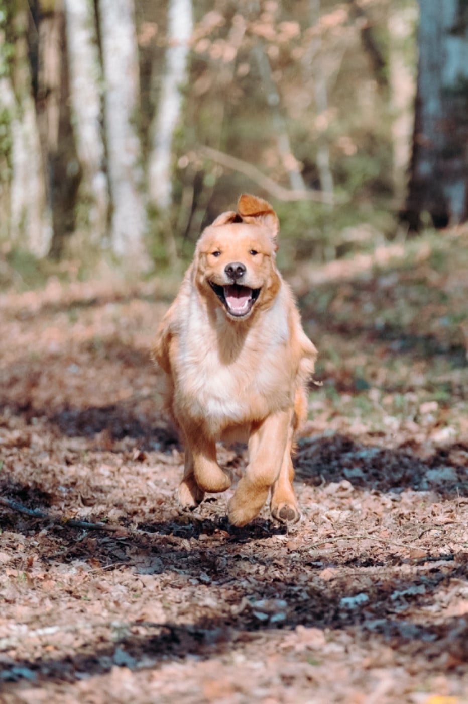 Another majesty Of Hawkchurch Cottage