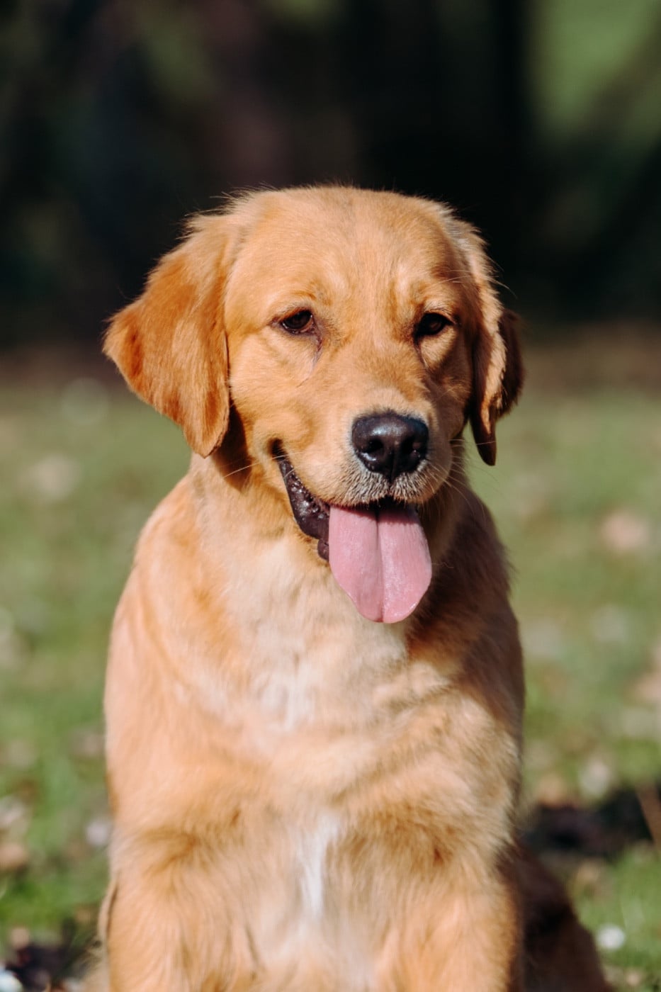 Catch The Dream Violet evergarden