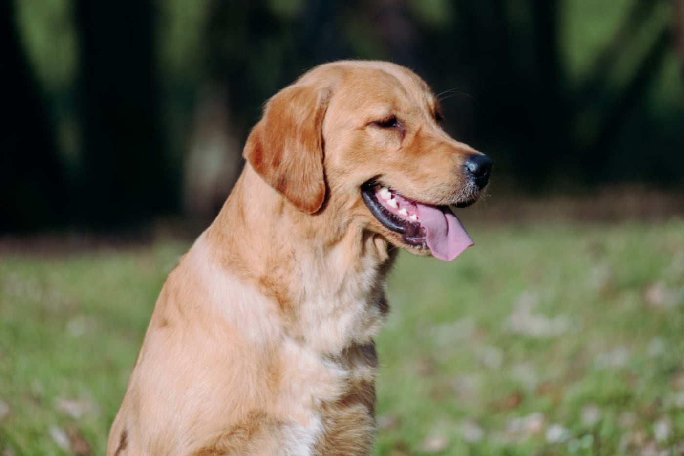 Catch The Dream Violet evergarden