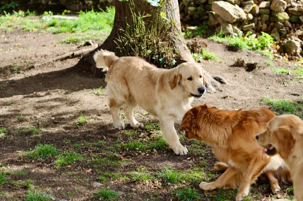 A glimpse of db dreams De La Petite Sulka