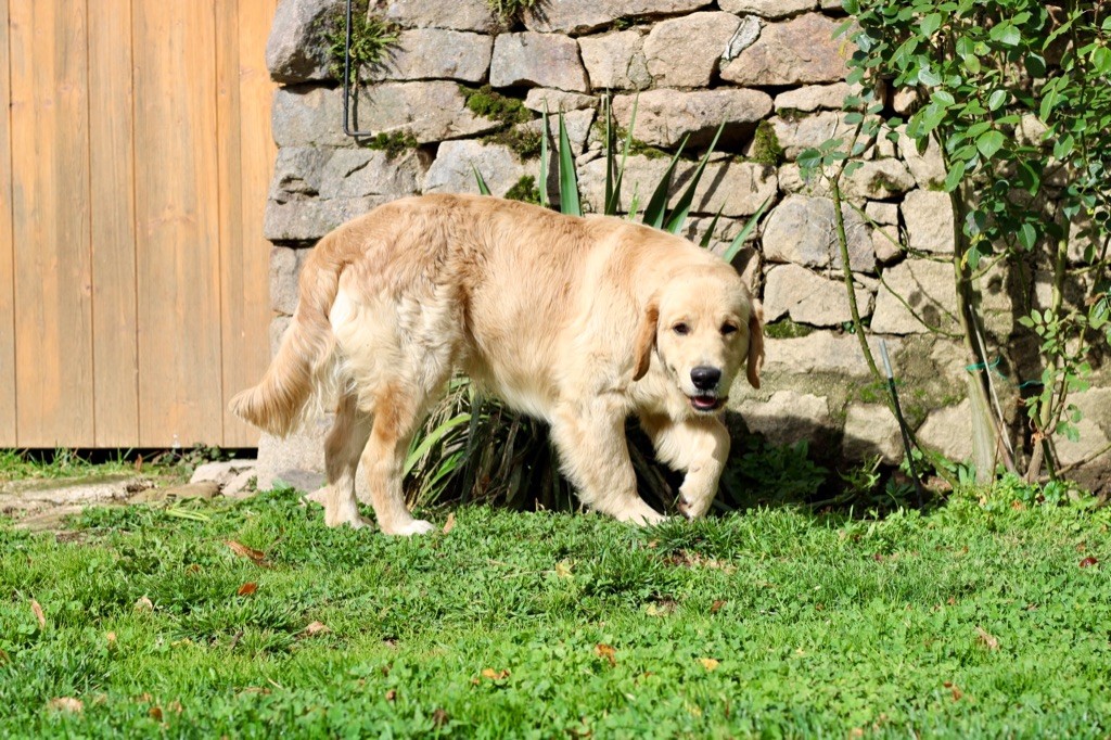 A glimpse of db dreams De La Petite Sulka