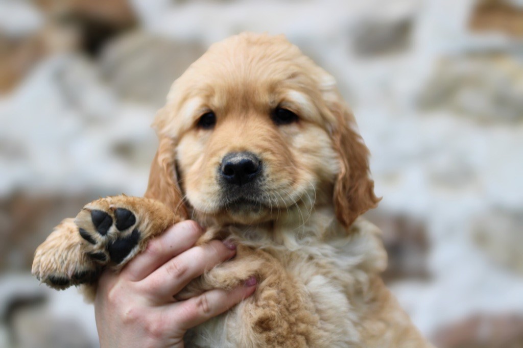 Another majesty Of Hawkchurch Cottage