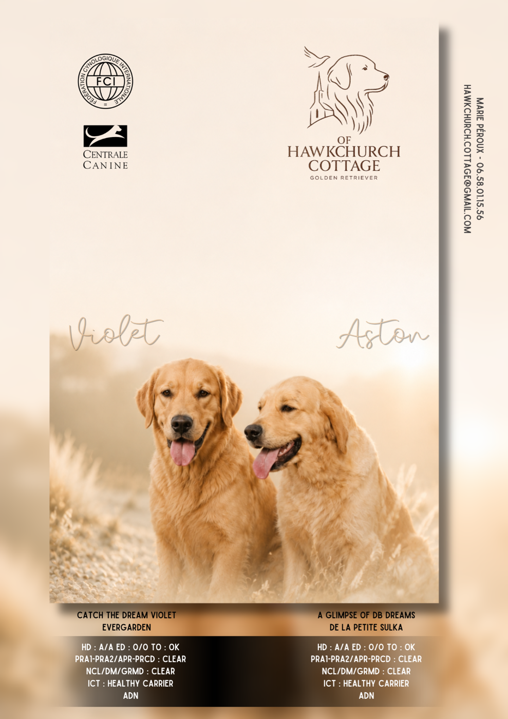 CHIOT 1 - Golden Retriever