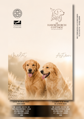 Les chiots de Golden Retriever