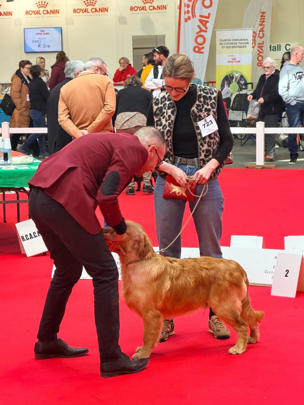 Another majesty Of Hawkchurch Cottage - 1er Très Prometteur - MEILLEUR PUPPY
