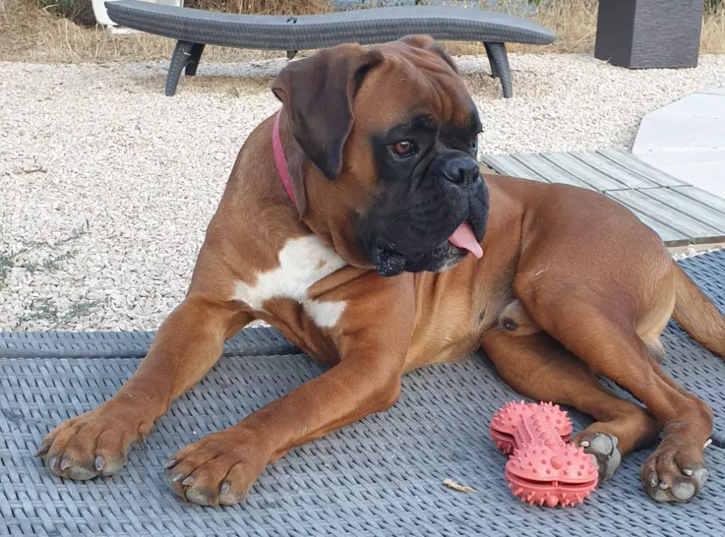 Publication : (Sans Affixe) Auteur : Emilie RODRIGUEZ