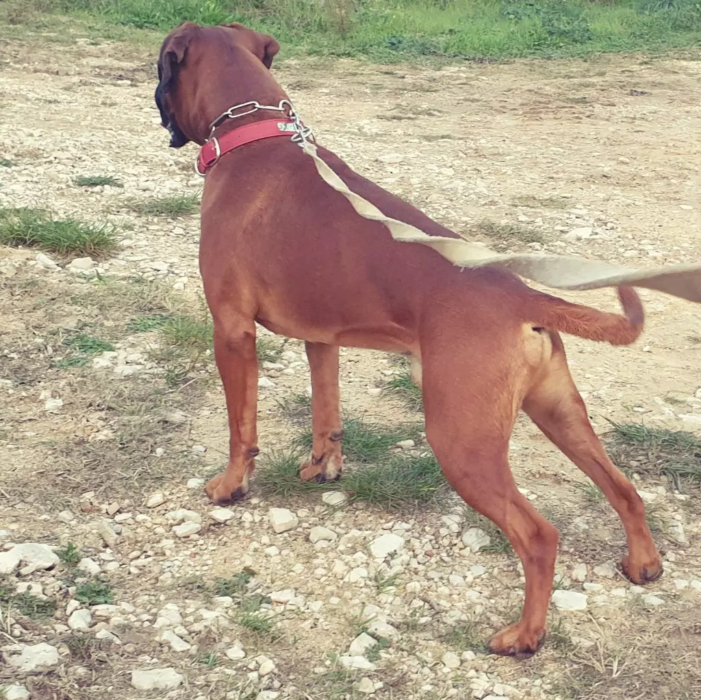 Publication : (Sans Affixe) Auteur : Emilie RODRIGUEZ