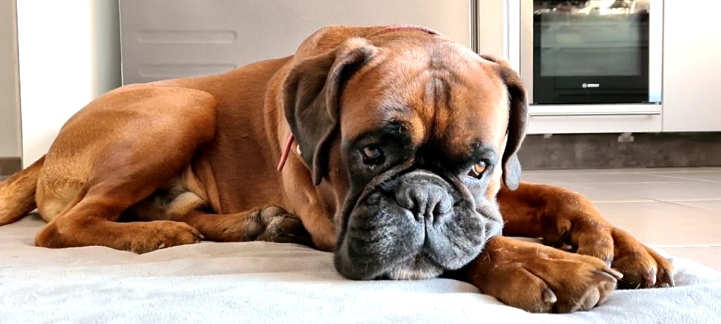 Publication : (Sans Affixe) Auteur : Emilie RODRIGUEZ