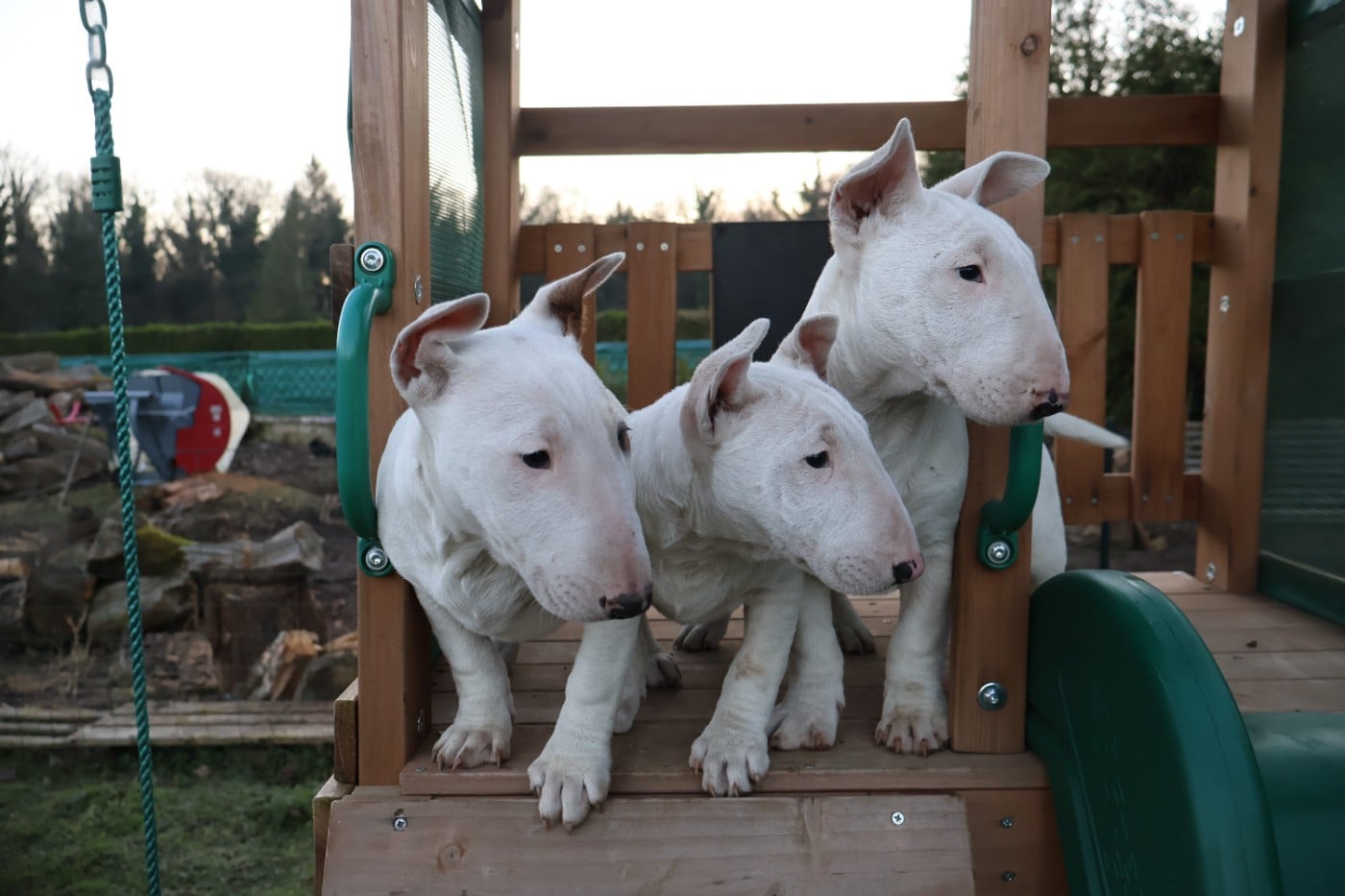 Femelle full blanche