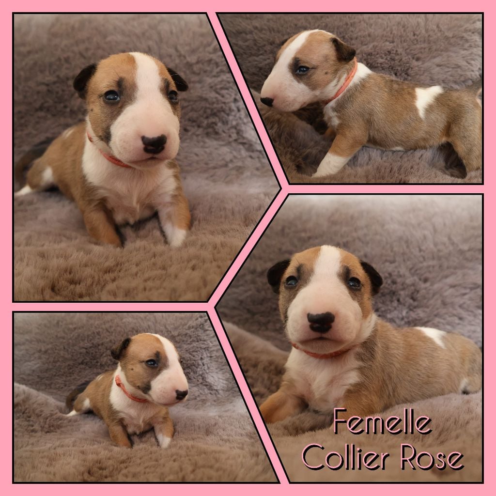 Collier Rose - Bull Terrier