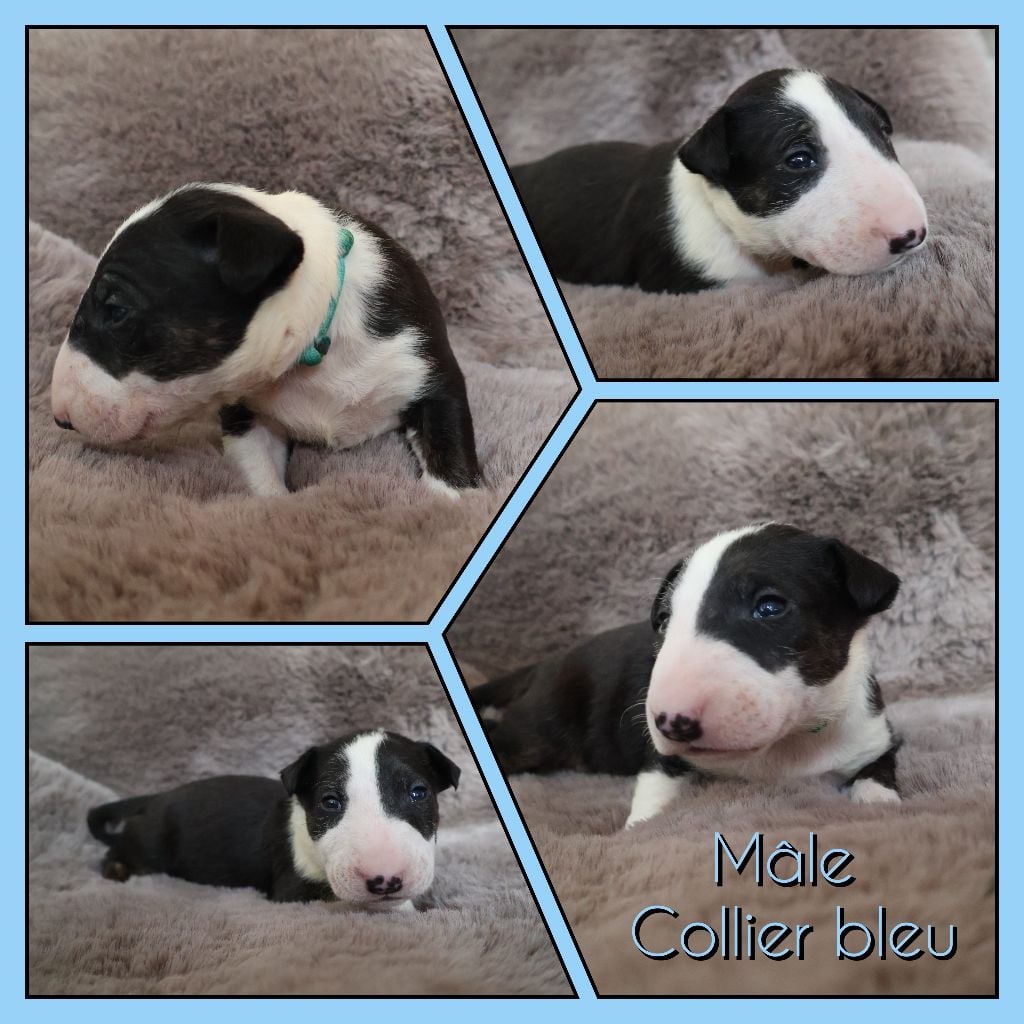 Collier Bleu - Bull Terrier