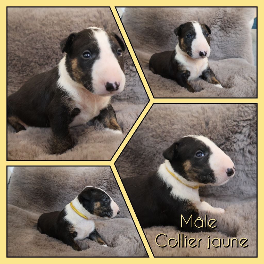 Collier Jaune - Bull Terrier