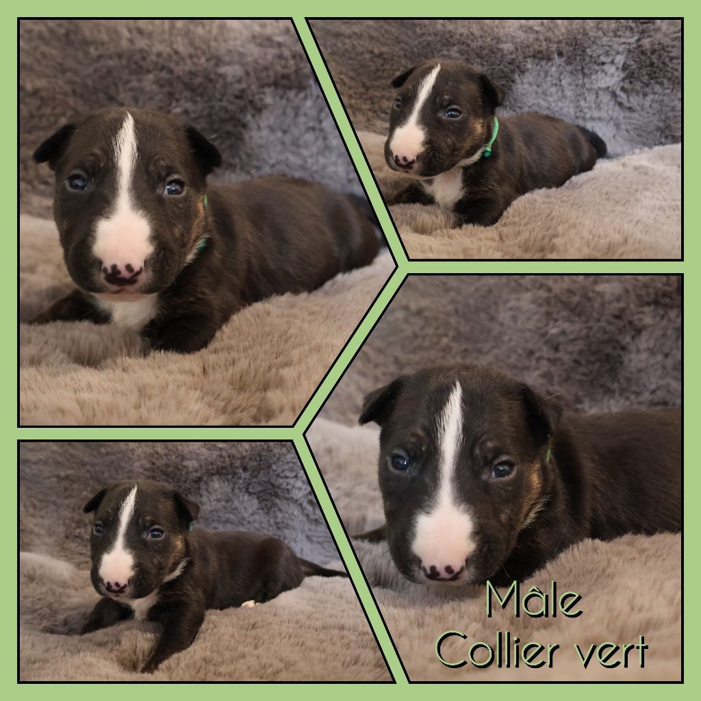 Collier Vert - Bull Terrier