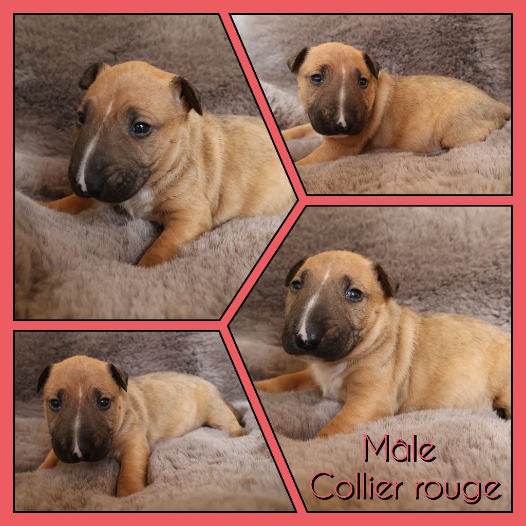 Collier Rouge - Bull Terrier