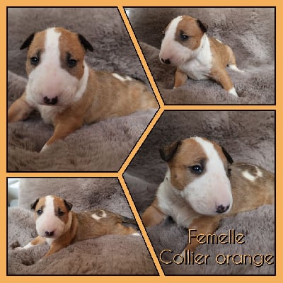 Les chiots de Bull Terrier