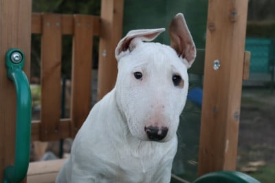 Les chiots de Bull Terrier