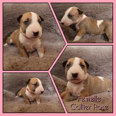 Les chiots de Bull Terrier