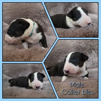 Les chiots de Bull Terrier