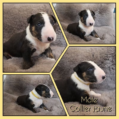 Les chiots de Bull Terrier