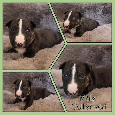 Les chiots de Bull Terrier