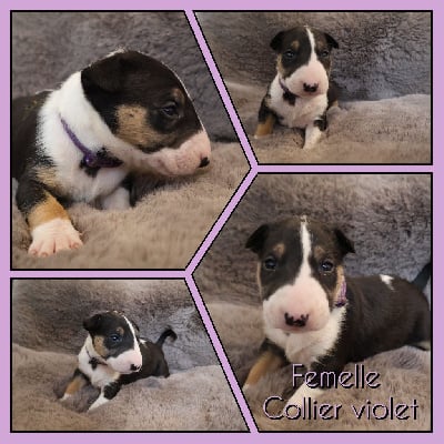 Les chiots de Bull Terrier