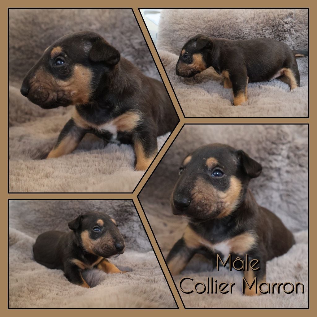 Collier Marron - Bull Terrier